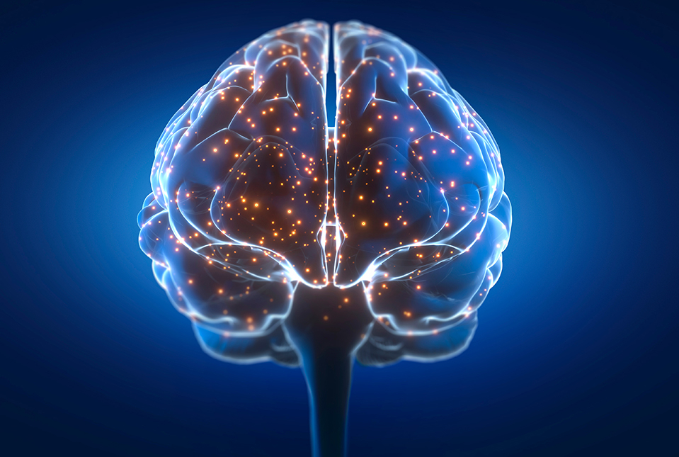 Credit: Shutterstock Image of brain