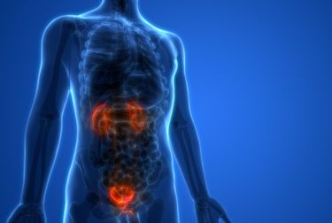 Image pf person's kidneys and bladder